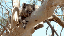 resting the future of koalas sleeping taking a rest hugging tree
