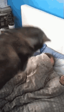 Get Up Get Up Get Up Get Up GIF - Dog Morning Wake Up GIFs