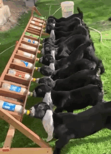 Baby Goats GIF - Baby Goats Happy GIFs