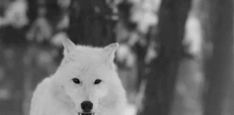 wolf-white-wolf.gif