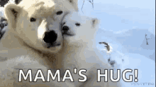Polar Bears Hug GIF - Polar Bears Hug Hugging GIFs