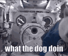 What The Dog Doin Dog GIF - What The Dog Doin Dog Nasa GIFs
