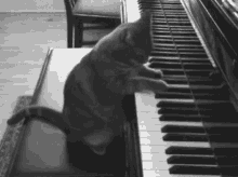 Cat Piano GIF - Cat Piano Cant GIFs