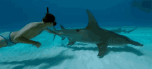 Touching A Shark Great Hammerhead Shark GIF - Touching A Shark Great Hammerhead Shark Hammerhead Shark GIFs