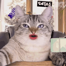 Woah Mtv Miaw GIF - Woah Mtv Miaw Cat Show GIFs