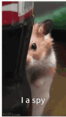 Spy Hamster GIF - Spy Hamster Escaped GIFs