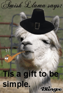 amish amish life amish llama tis a gift to be simple simple life