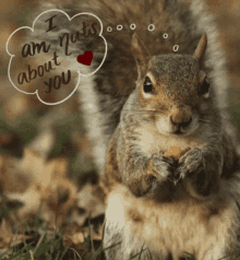 nuts about you animal valentines gifs cute squirrel adorable message love