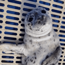 Wink Marine Mammal Rescue GIF - Wink Marine Mammal Rescue Baby Seal GIFs