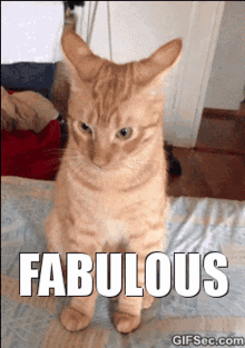 Fabulous Cat GIF - Fabulous Cat Cute GIFs