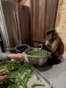 monkey chef kitchen funny helping