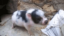 Sniff GIF - Pig Pigs Piggy GIFs