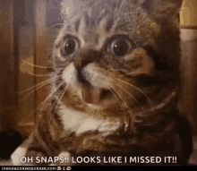 Cats Animals GIF - Cats Animals Reaction GIFs