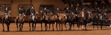 Take A Bow GIF - Horse Horses Equine GIFs