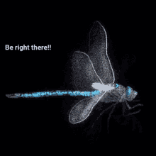 dragonfly omw be right back be right there on my way dragonfly omw be right back be right there on my way