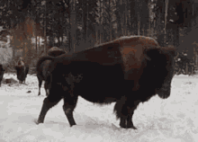 Buffalo GIF - Buffalo Buff Inthe Snow GIFs