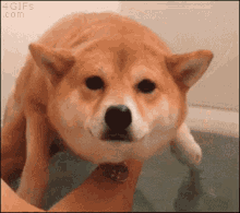 Shiba Swimming GIF - Shiba Swimming Doge GIFs