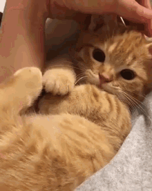 Cat Petting GIF - Cat Petting Cute GIFs