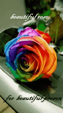 rainbow beautiful rose