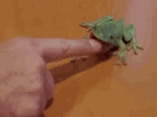Attack Frog GIF - Attack Frog Attack Frog GIFs