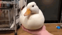 Quack Duck GIF - Quack Duck Hombretamarindo GIFs
