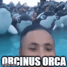 Orca Orcinus Orca GIF - Orca Orcinus Orca Orcinus GIFs