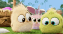 angry birds kick nope angry birds kick nope