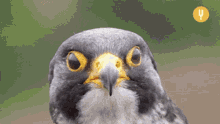 Peregrine Falcon Birb GIF - Peregrine Falcon Birb Carnivores GIFs