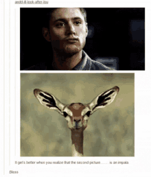 funny supernatural dean winchester jensen ackles chewing