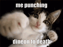 Cat Punching GIFs | Tenor