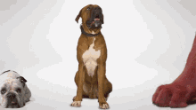 Gigantic Puppy Clifford The Big Red Dog GIF - Gigantic Puppy Clifford The Big Red Dog Big Dog GIFs