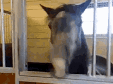 Funny Horse GIF - Funny Horse Mad Horse GIFs