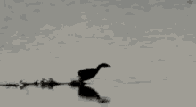 running duck