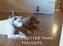 Puppy They See Me Rolling GIF - Puppy They See Me Rolling Dontcare GIFs