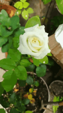 rosa blanca white rose blooming