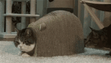 Surprised Cat GIF - Surprised Cat What GIFs