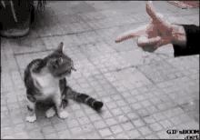 Cat Bang GIF - Cat Bang Play Dead GIFs