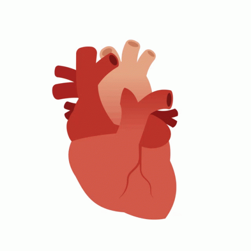 Real Human Heart Beating GIFs | Tenor