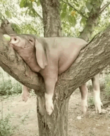 母豬上樹 Pig GIF - 母豬上樹 Pig Lazy GIFs