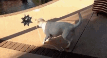 Flail Dog Flail Dog Cute GIF - Flail Dog Flail Dog Cute Playing GIFs