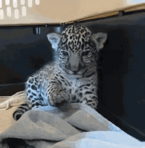Leopard Cup Chill GIF - Leopard Cup Chill Relax GIFs