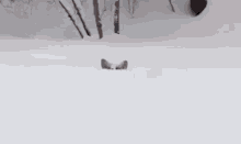 Corgy Snow Dog GIF - Corgy Snow Corgy Dog GIFs