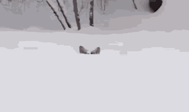 Corgy Snow Corgy GIF - Corgy Snow Corgy Dog GIFs