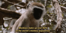 Strange Wilderness GIF - Strange Wilderness Monkeys GIFs