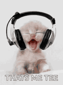 Music Enjoying GIF - Music Enjoying Kitten GIFs
