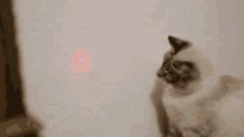cat laser