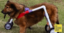 60second docs sixtyseconddocumentaries wheelchair pups wheelchair dog