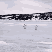 Were Coming National Geographic GIF - Were Coming National Geographic All About The Adelie Penguin GIFs