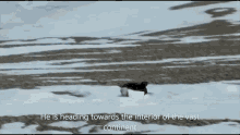 penguin death