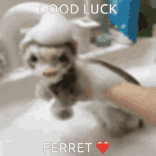 Good Luck Ferret GIF - Good Luck Ferret Good Luck GIFs